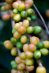 Fresh green raw coffee beans - Coffee tree branches filled with ripening Coffee Cherries.