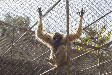 Gibbon in the cage.
