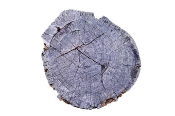 Old Tree annual ring circle wood (Die cutting)
