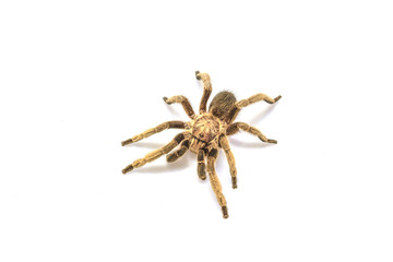 Tarantula Isolated on white Background