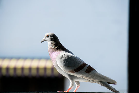 Single Bird - Rock Pigeon Or Rock Dove