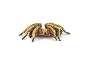 Tarantula Isolated on white Background