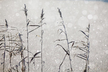winter, grass covered with white rime