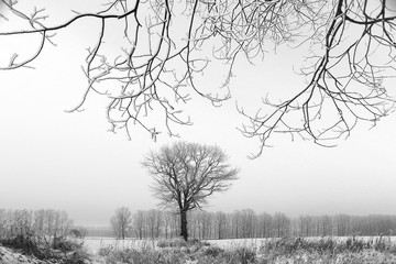 Winter lone tree landscape frost