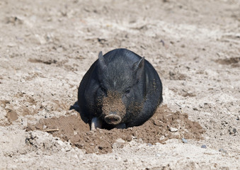 Black  mini pig of the Vietnamese breed lies in sand