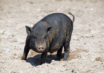 Black  mini pig of the Vietnamese breed in sand