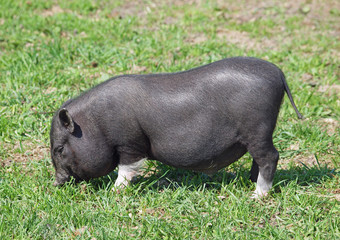 Black  mini pig on pasture 