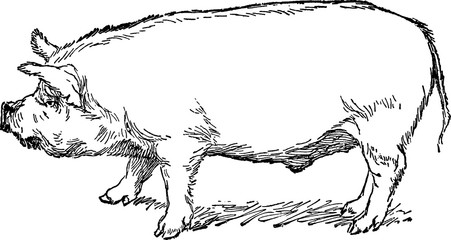 Vintage drawing pig