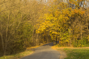 Naklejka premium Road and beautiful trees with yellow and green leaves. Autumn scene