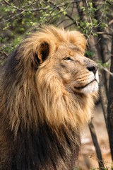 portrait of a huge male lion at kruger national park south africa