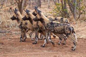 very cute painted dogs (lycaon) at chobe national park