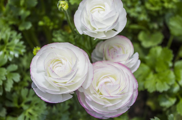 White Persian Buttercup Flower Ranunculus asiaticus