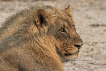 a lion lying down near the road at etosha namibia south of africa