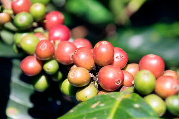 Fresh raw coffee beans - Coffee tree branches filled with ripening Coffee Cherries.