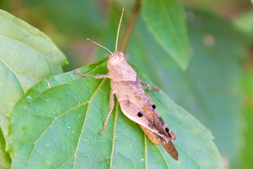 Grasshopper (Anasedulia maejophrae Dawwrueng, Storozhenko et Asanok)