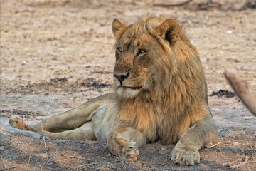 a lion lying down near the road at etosha namibia