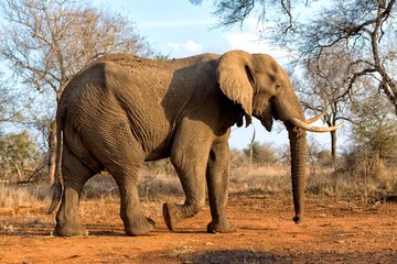 Fototapeta na wymiar elephant walking quietly at kruger national park south africa