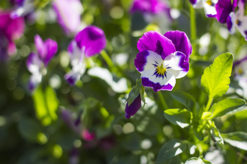 Tricolor pansy flower plant natural background, summer time