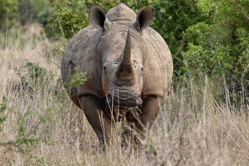 portrait of a huge white rhino at kruger national park south africa.