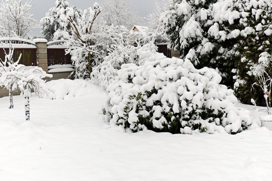 Fototapeta Garden with rhododendrons in winter covered in snow