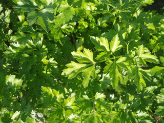 Fototapeta na wymiar Leaves of parsley