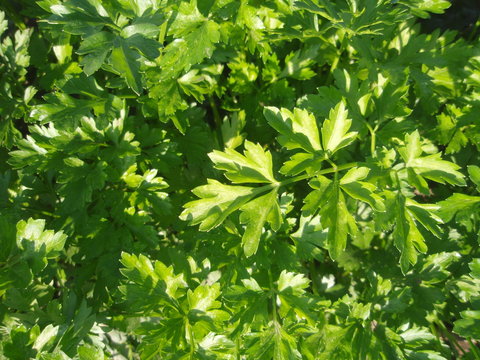 Leaves of parsley