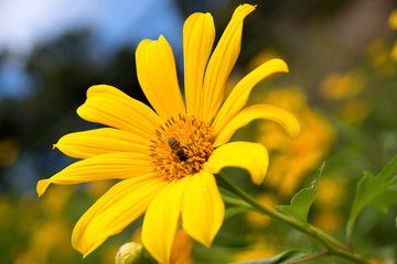 Tree marigold or Mexican tournesol or Mexican sunflower or Japanese sunflower or Nitobe chrysanthemum
