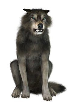 Wild Wolf on White