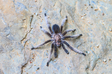 close up Tarantula on ground