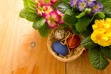 Easter basket with colored eggs and primrose.