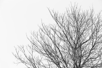 Fototapeta na wymiar Tree branches background, Black and White Color