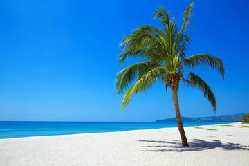 Plakat Nature View of tropical beach with one lonely palm.