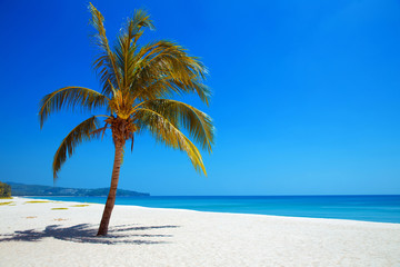 Naklejka na ściany i meble Palm tree on tropical beach. Nature View. Travel.