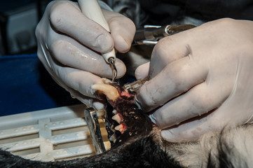 Le vétérinaire chirurgien effectue un détartrage et des soins dentaires sur un chien. Le...