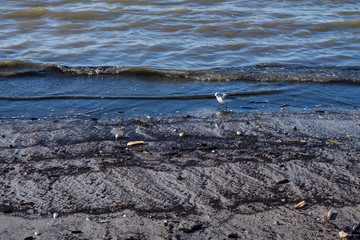 Strandläufer zwischen Bernsteinholz