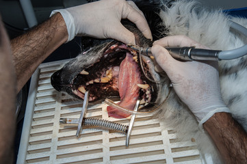 Le vétérinaire chirurgien effectue un détartrage et des soins dentaires sur un chien. Le...