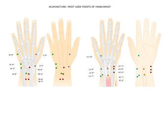 Fototapeta premium acupuncture: main points of the hand and the wrist