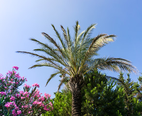 palm tree