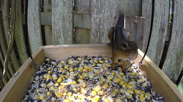 Chipmunk in the feeder