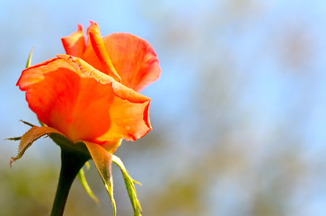 rosebud on blue sky background