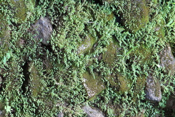 Green mossy on stone In tropical forest.