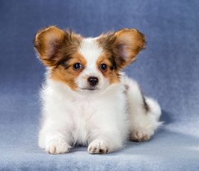 Cute Papillon puppy lying