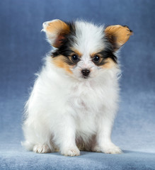 Funny little puppy Papillon