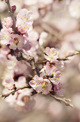 Blossom