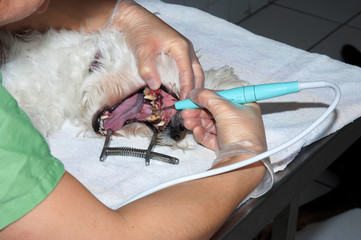 Le vétérinaire chirurgien effectue un détartrage et des soins dentaires sur un chien. Le...