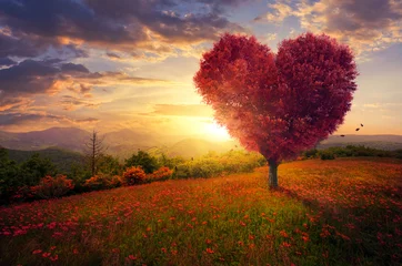 Foto op Plexiglas Chocoladebruin Rode hartvormige boom