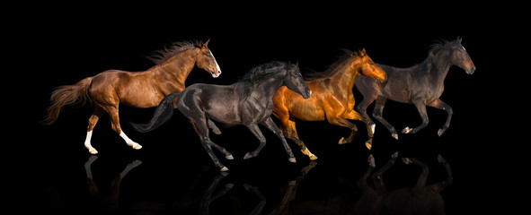 isolate of four galloping horse on the black background