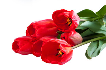 Red tulips isolated