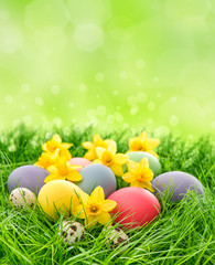 Easter eggs and narcissus flowers in green grass