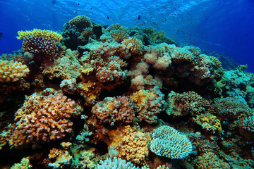 Plakat Underwater tropical sea view